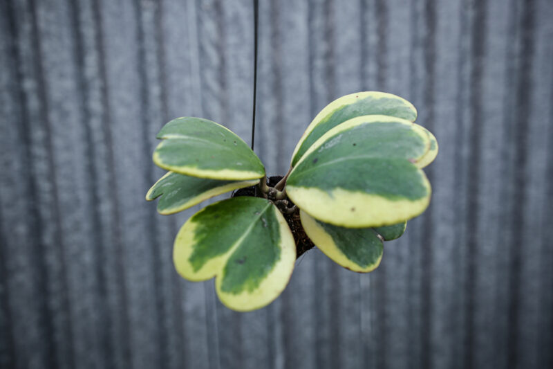 Hoya Kerri Variegata M