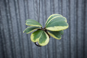 Hoya Kerri Variegata M