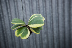Hoya Kerri Variegata M