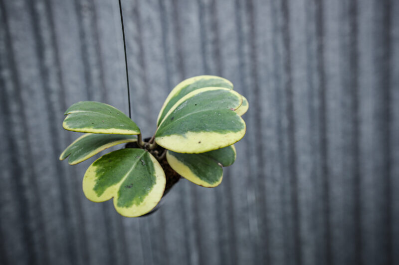 Hoya Kerri Variegata M