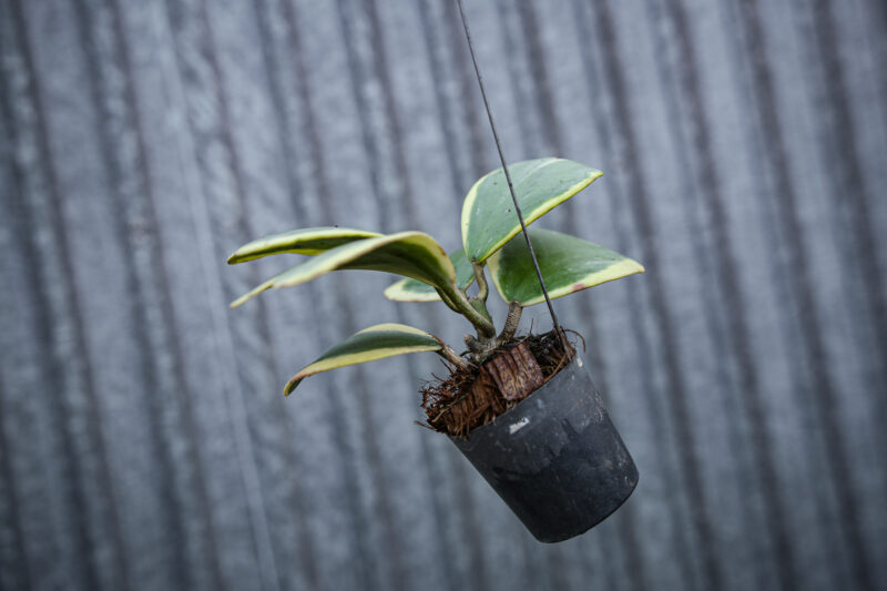Hoya Kerri Variegata M