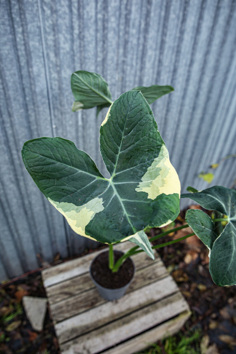 Xanthosoma mickey mouse