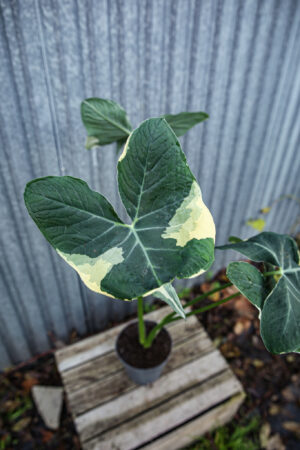 Xanthosoma mickey mouse