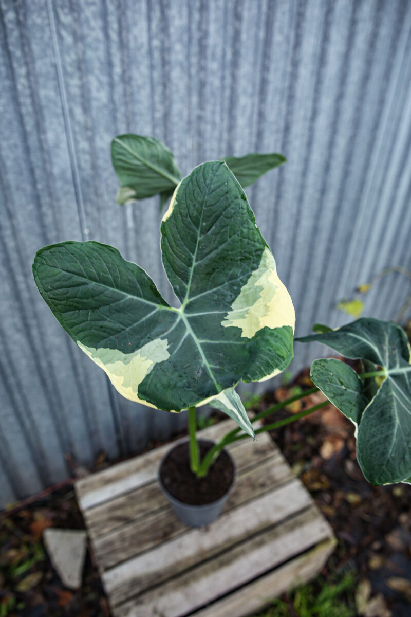 Xanthosoma mickey mouse