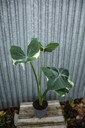 Xanthosoma mickey mouse