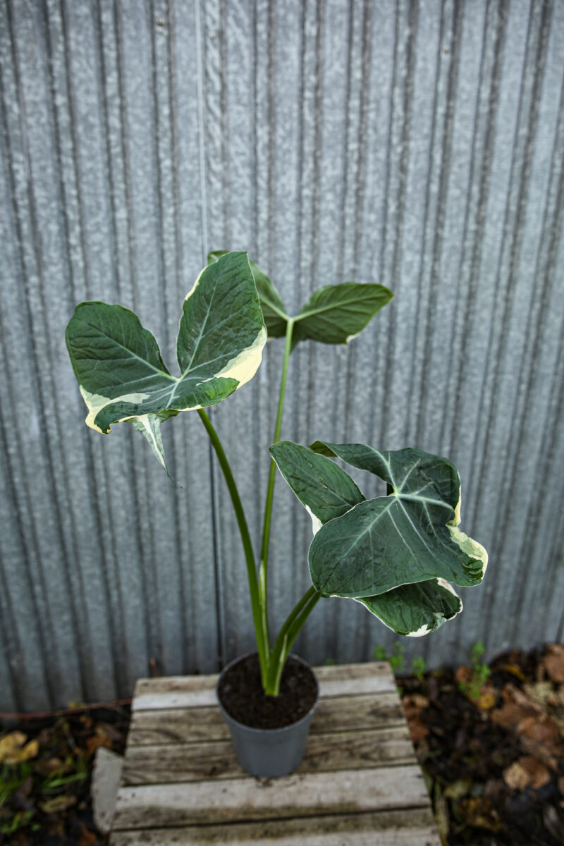 Xanthosoma mickey mouse