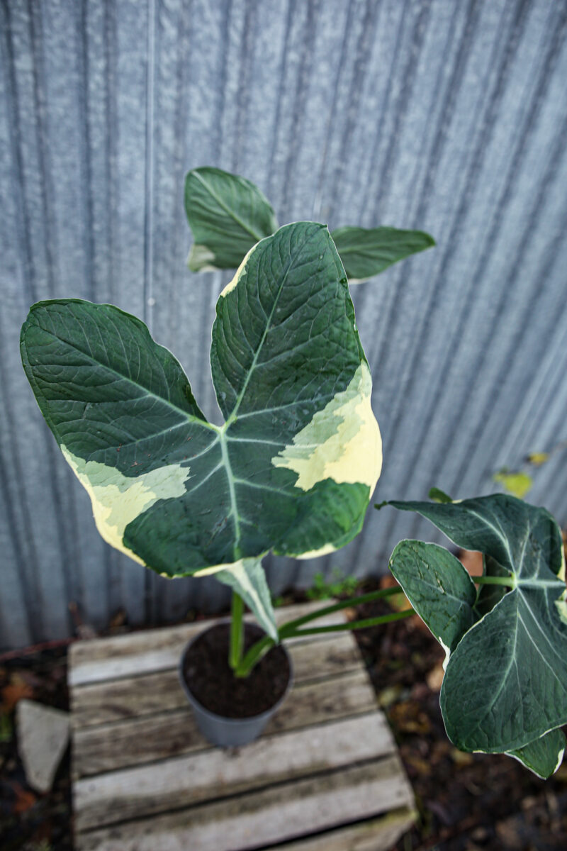 Xanthosoma mickey mouse