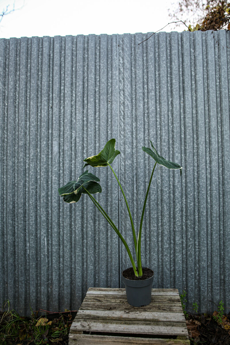 Xanthosoma mickey mouse