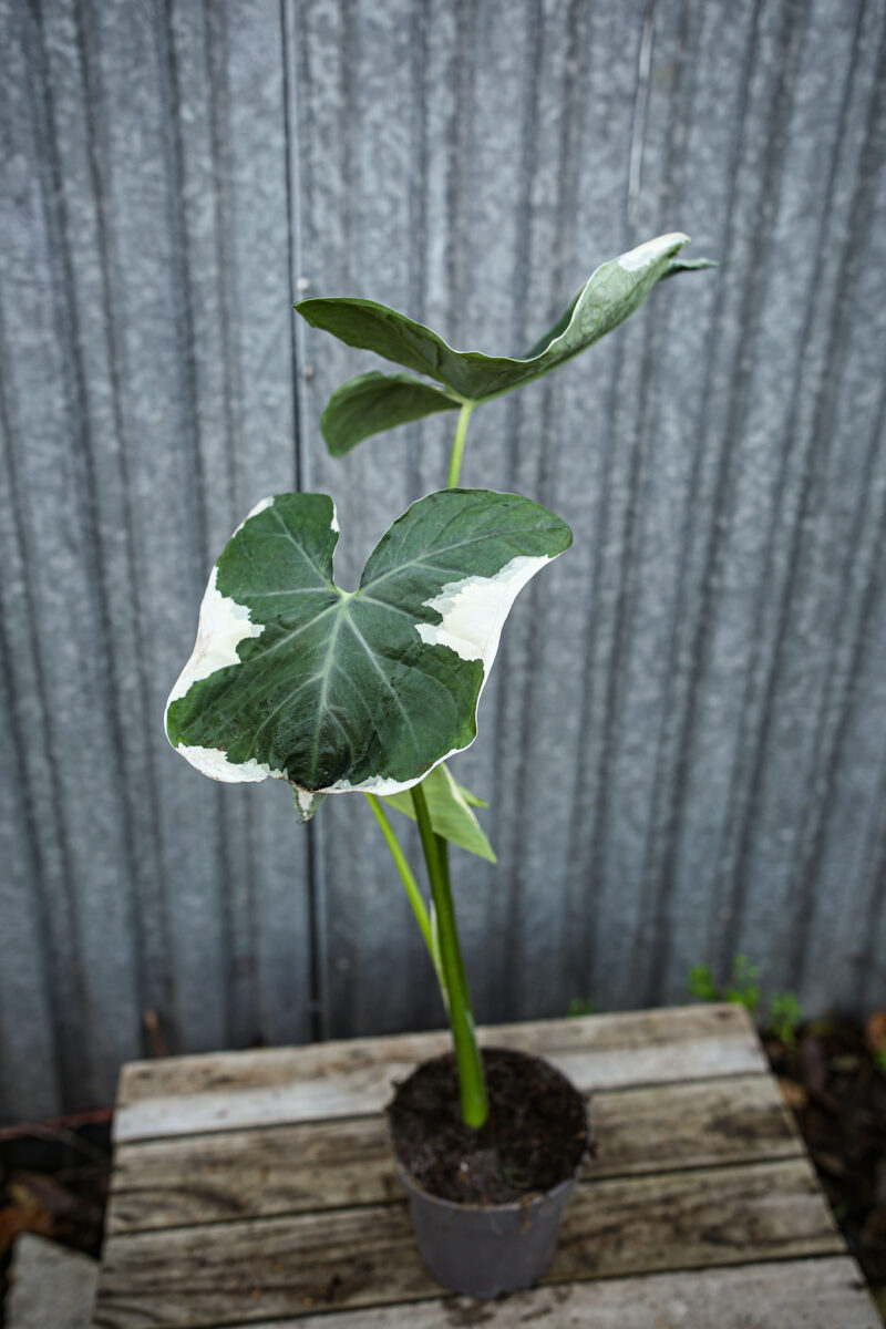 Xanthosoma mickey mouse