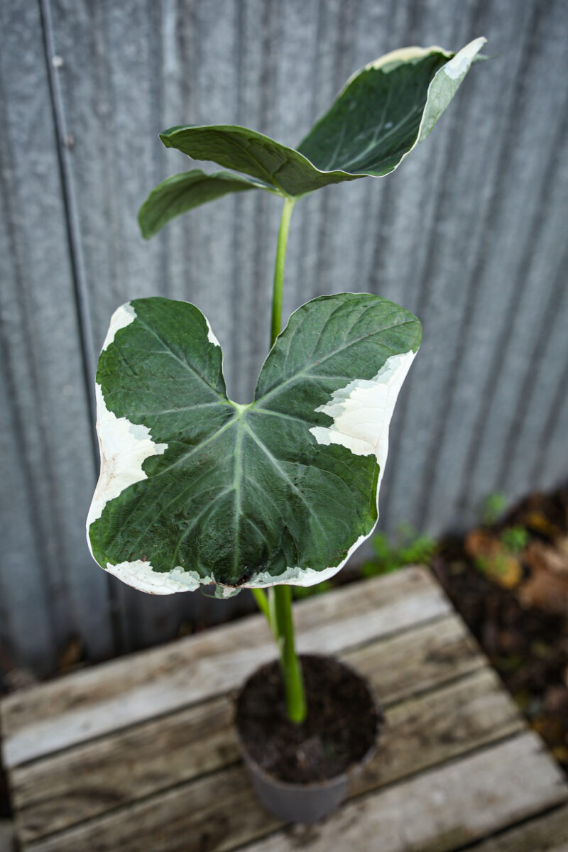 Xanthosoma mickey mouse