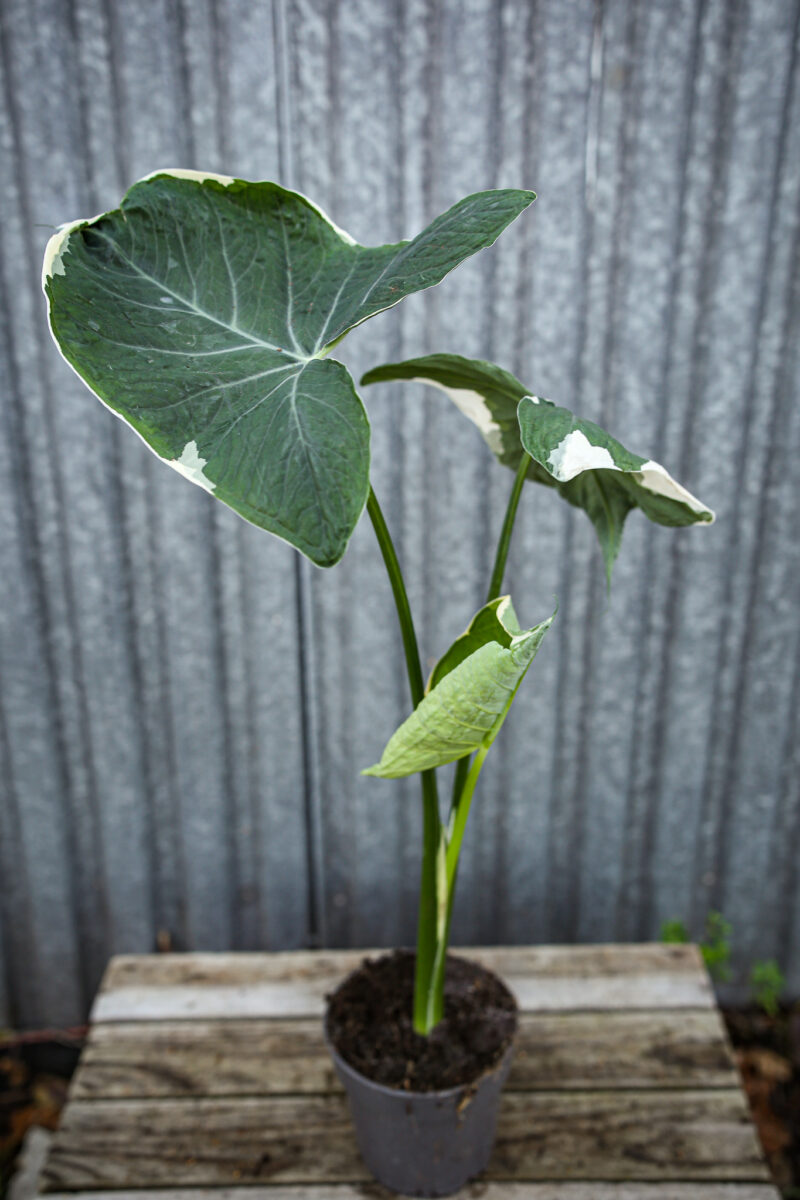 Xanthosoma mickey mouse