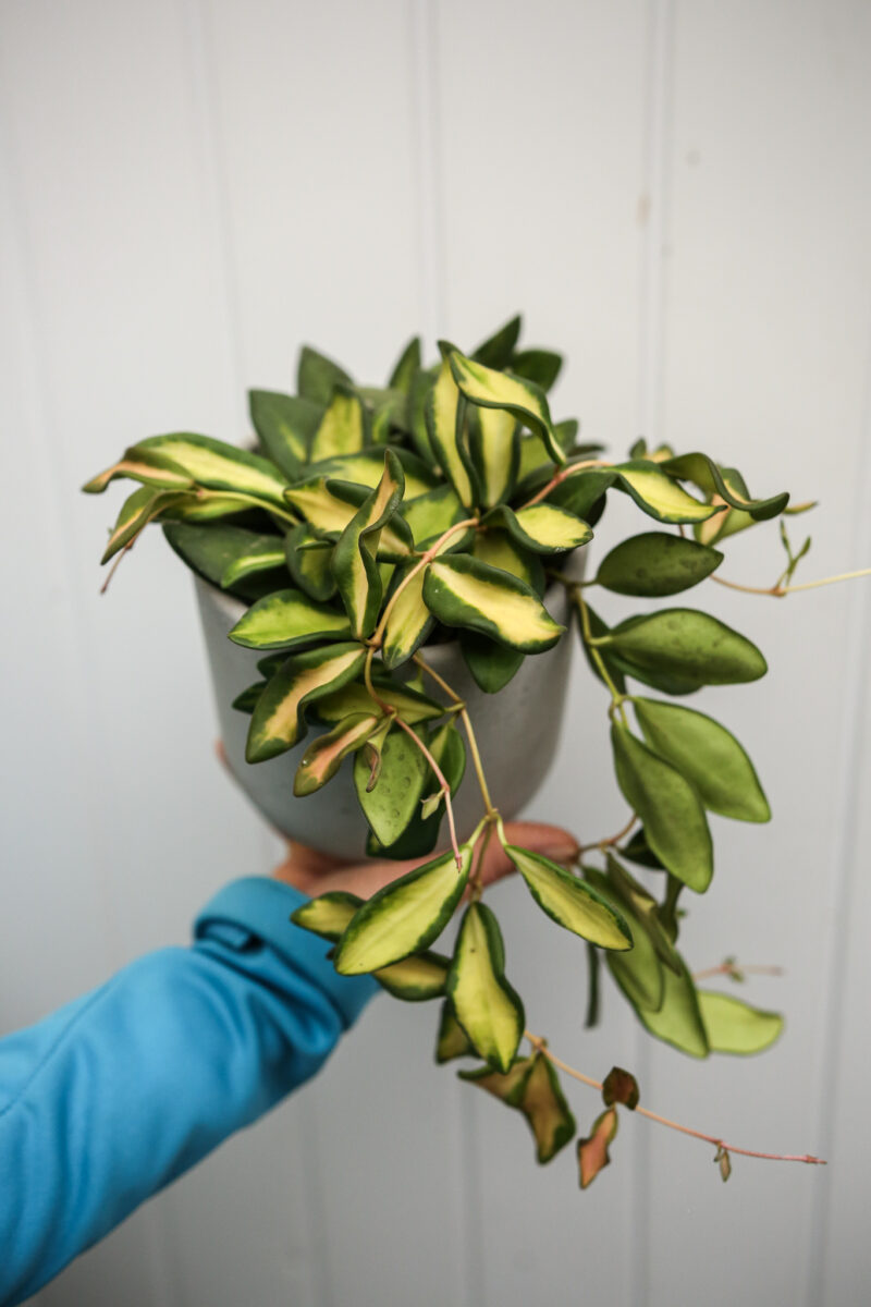 Hoya Burtoniae Variegata DS70