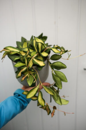 Hoya Burtoniae Variegata DS70
