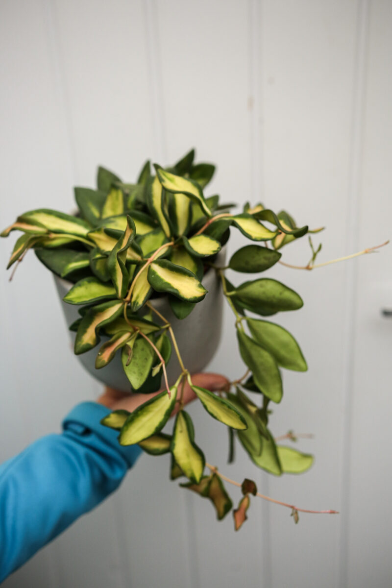 Hoya Burtoniae Variegata DS70