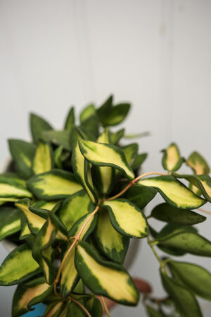 Hoya Burtoniae Variegata DS70