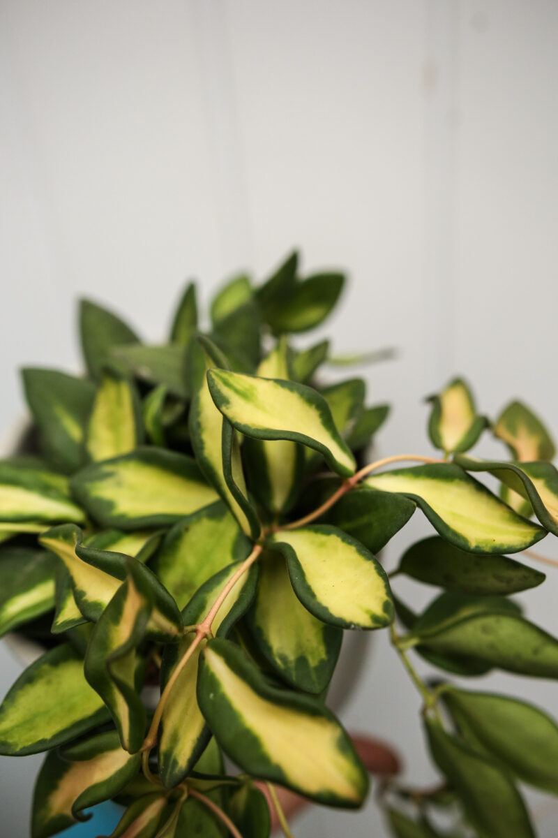 Hoya Burtoniae Variegata DS70