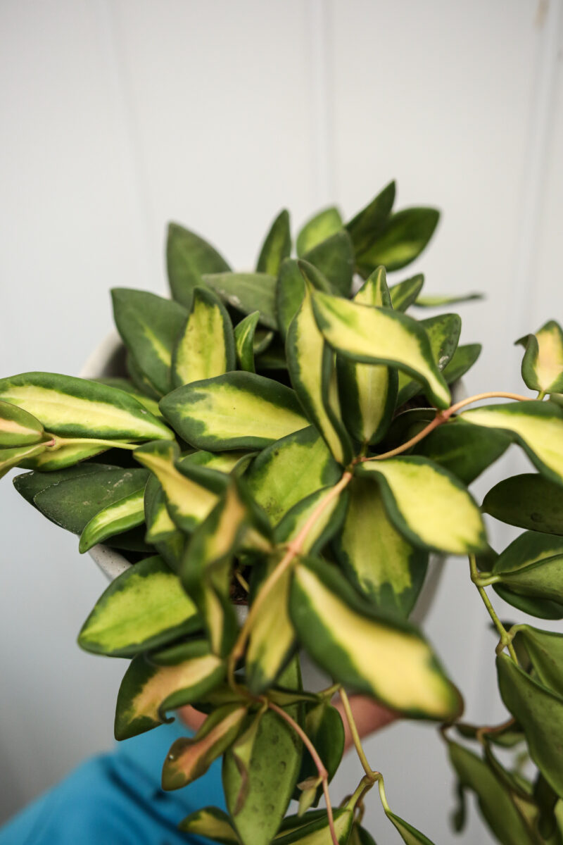 Hoya Burtoniae Variegata DS70