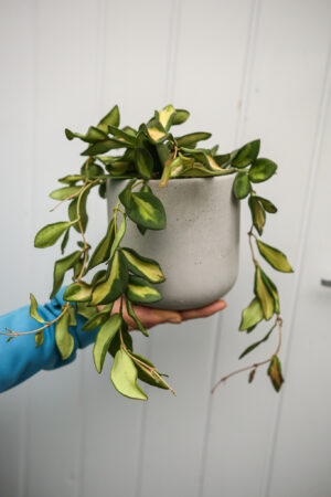 Hoya Burtoniae Variegata DS70