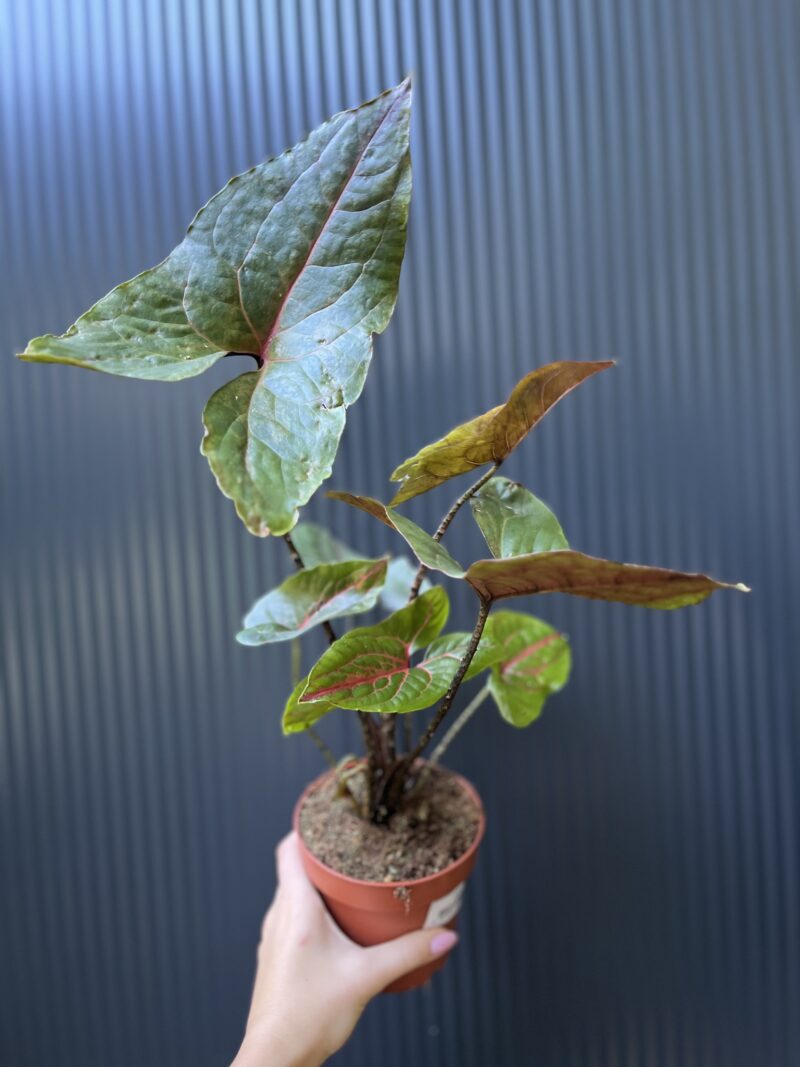 Cyrtosperma Johnstonii