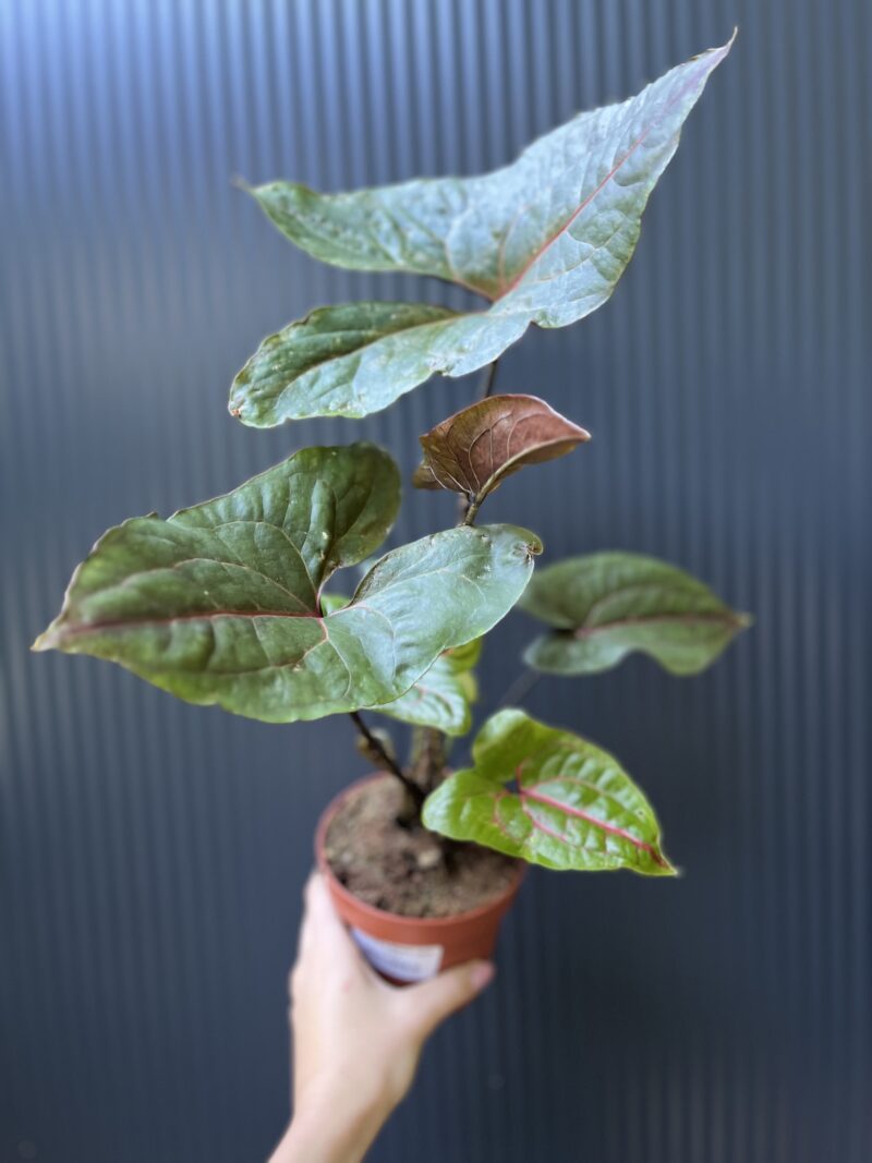 Cyrtosperma Johnstonii