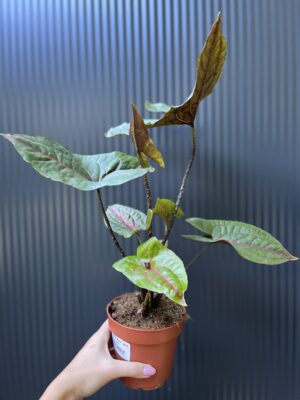 Cyrtosperma Johnstonii