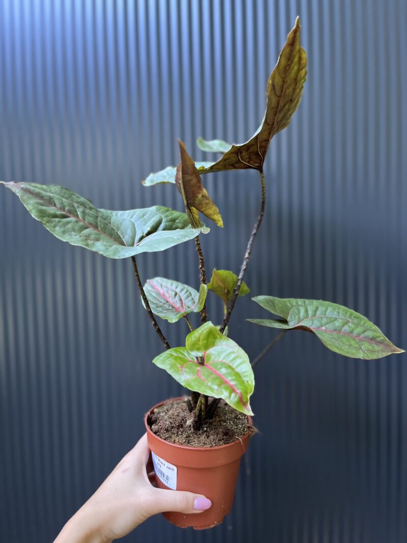 Cyrtosperma Johnstonii