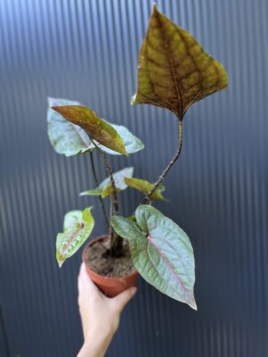 Cyrtosperma Johnstonii