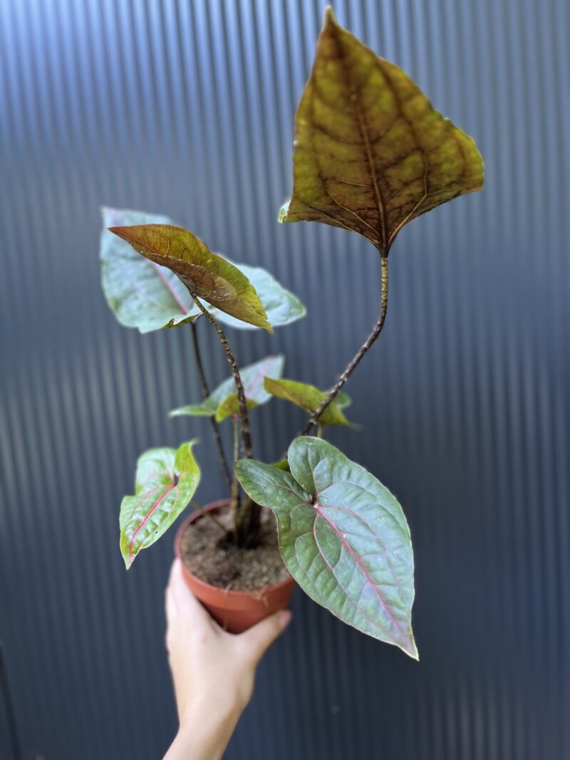 Cyrtosperma Johnstonii