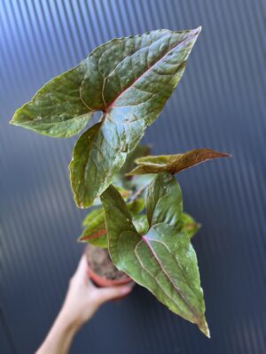 Cyrtosperma Johnstonii