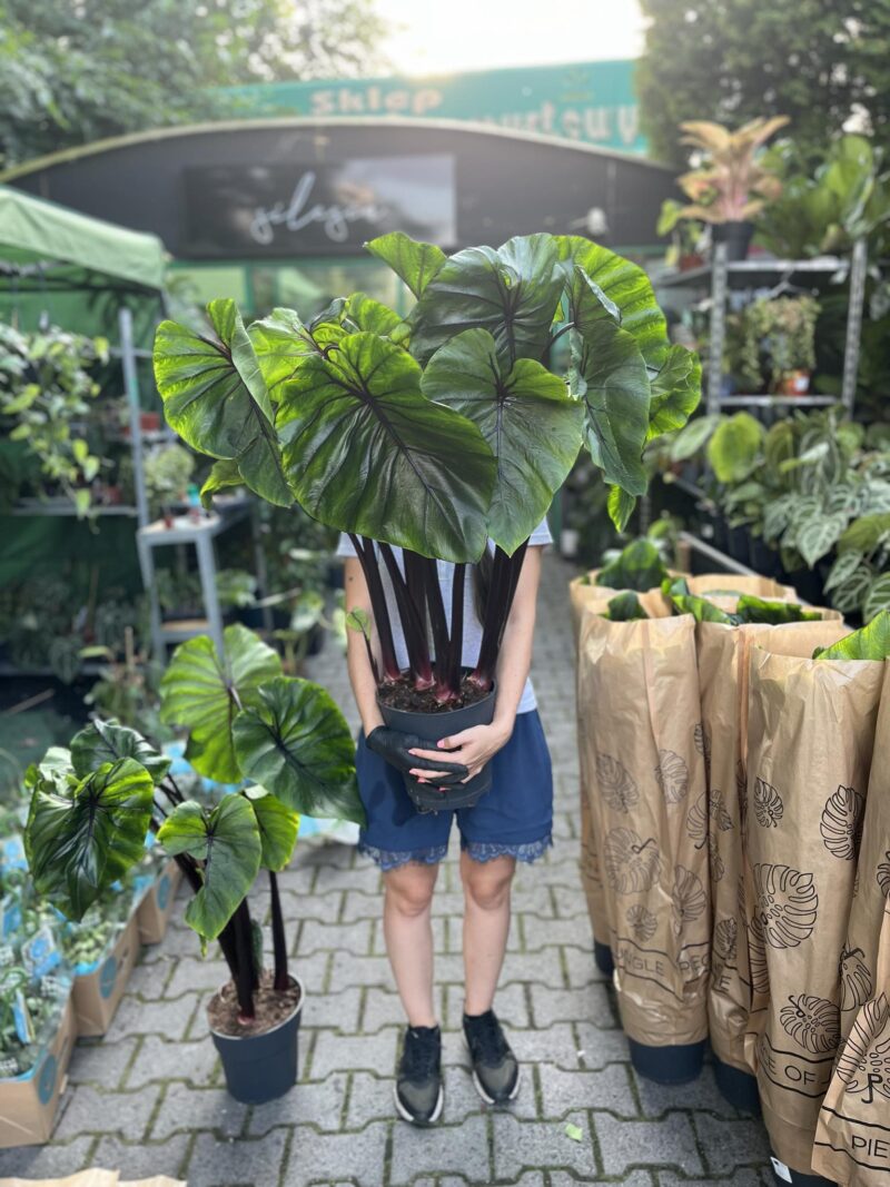 Colocasia Pharaoh’s Mask