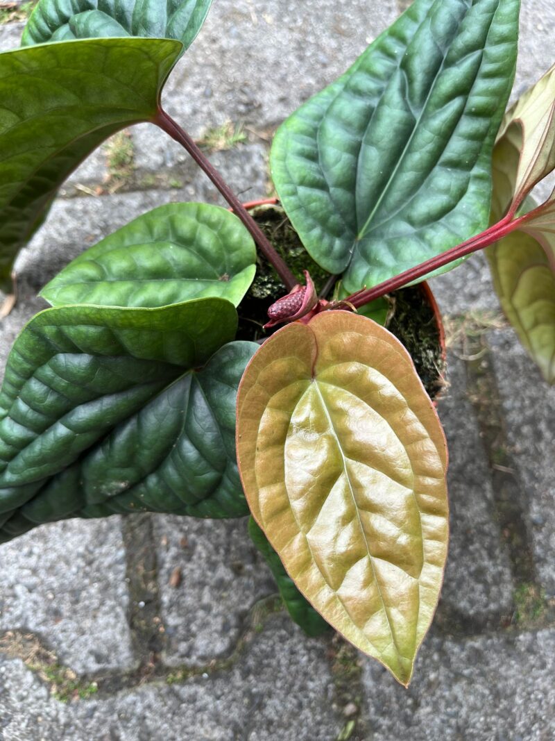 Anthurium Radicans x Luxurians