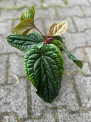 Anthurium Radicans x Luxurians