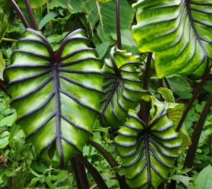 Colocasia Pharaoh’s Mask