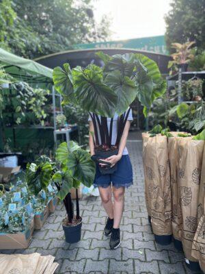 Colocasia Pharaoh’s Mask