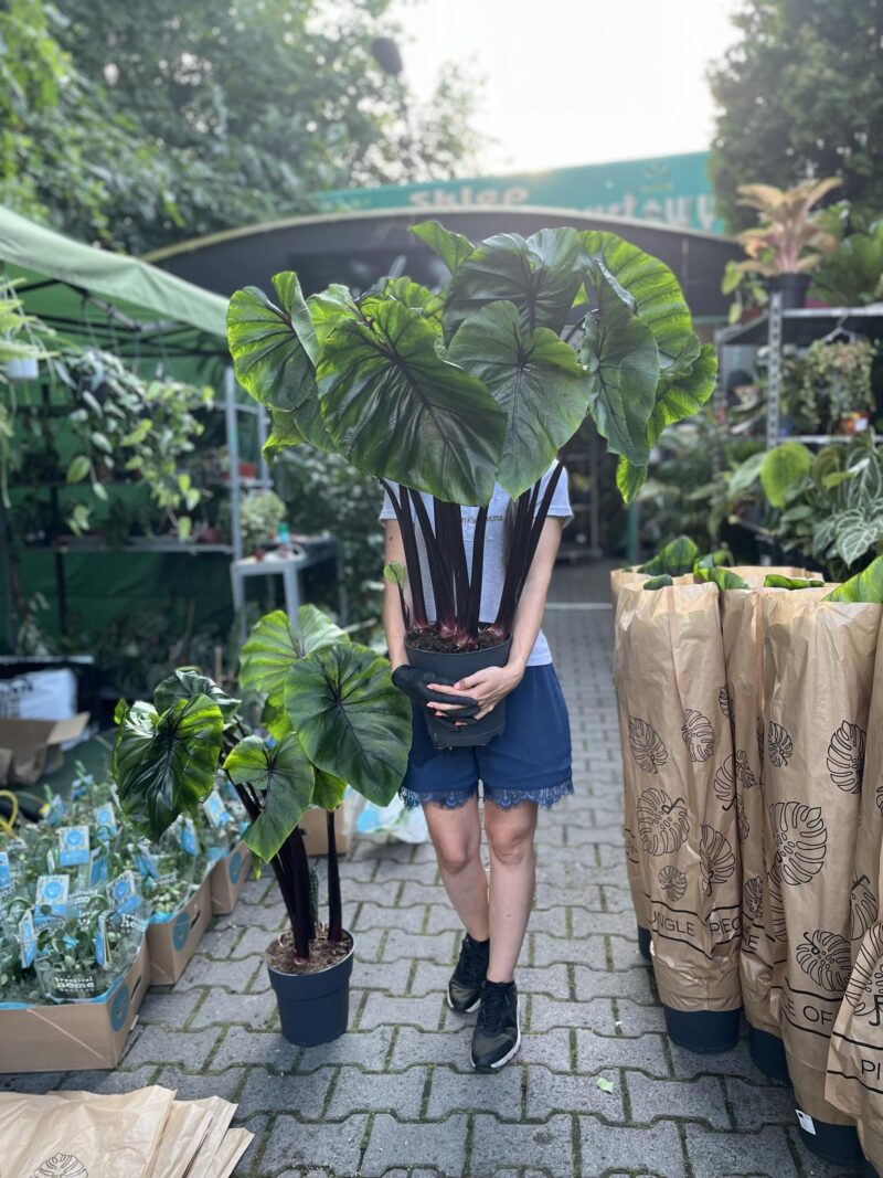 Colocasia Pharaoh’s Mask