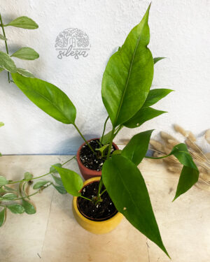 Anthurium Big Red Bird