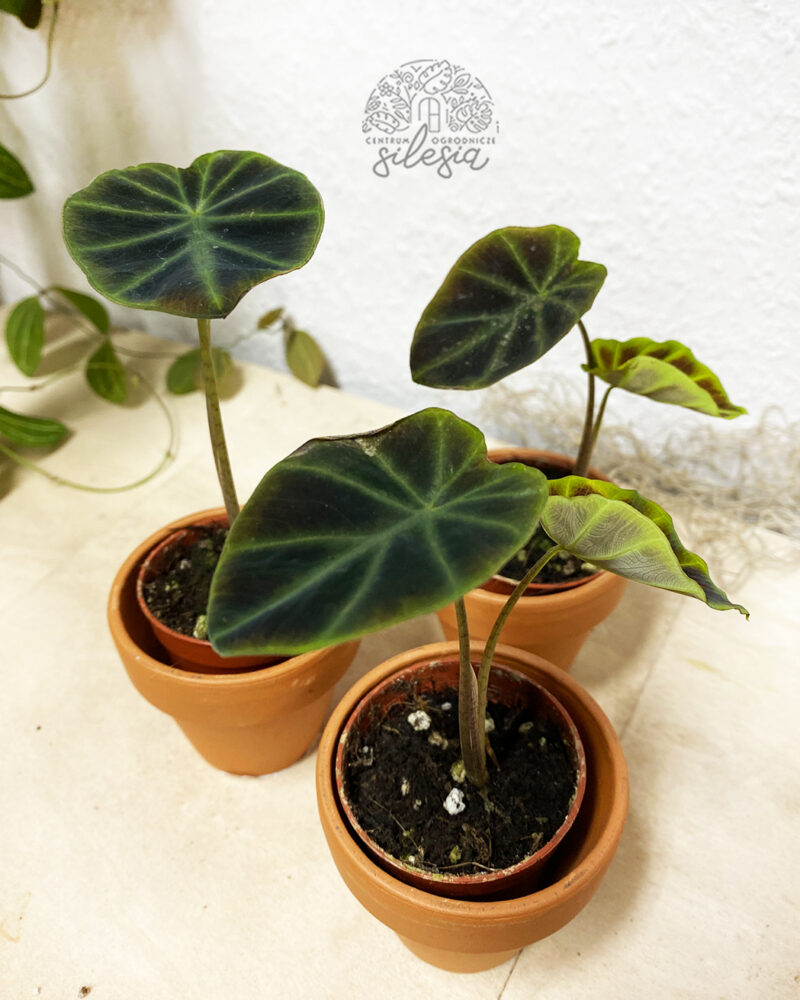 Colocasia esculenta Jenningsi