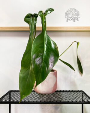 Philodendron Joepii