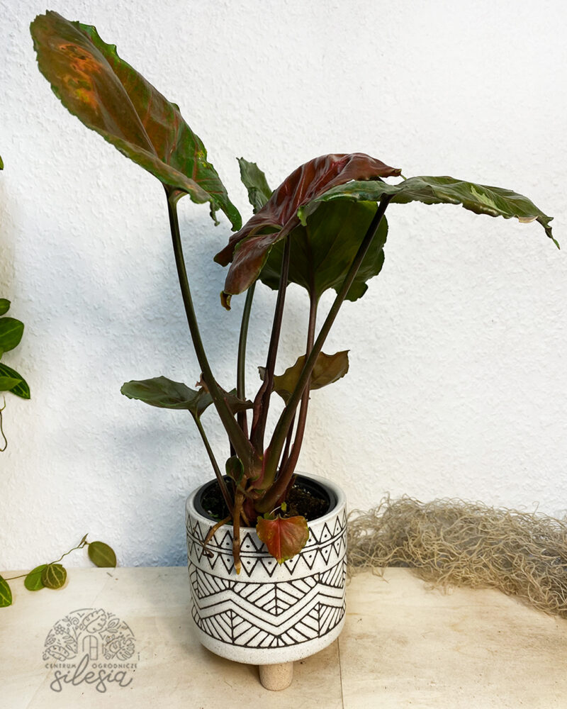 Syngonium ‘Strawberry Ice’