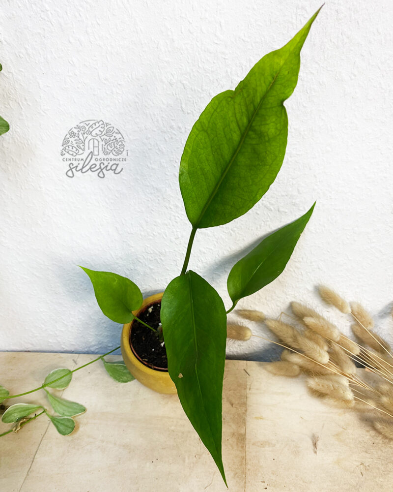 Anthurium Big Red Bird