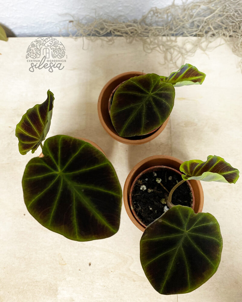 Colocasia esculenta Jenningsi