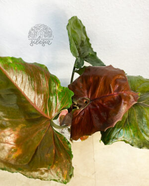 Syngonium ‘Strawberry Ice’