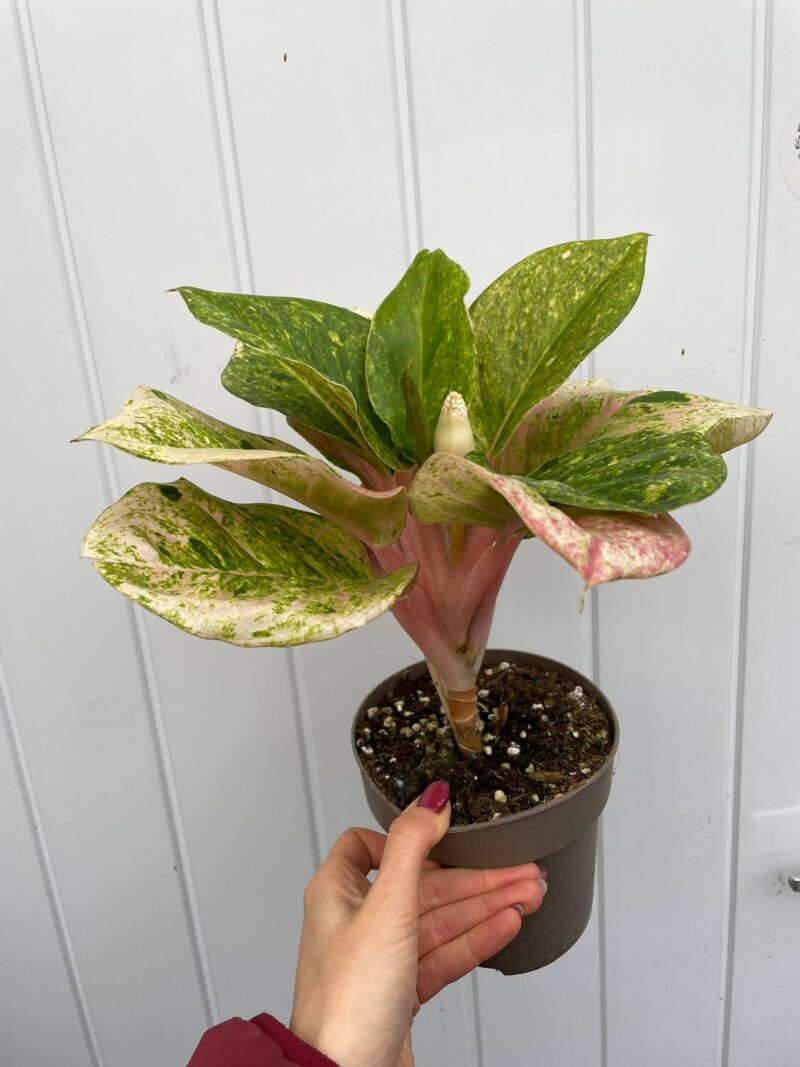 Aglaonema Emerald Pink
