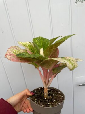 Aglaonema Emerald Pink