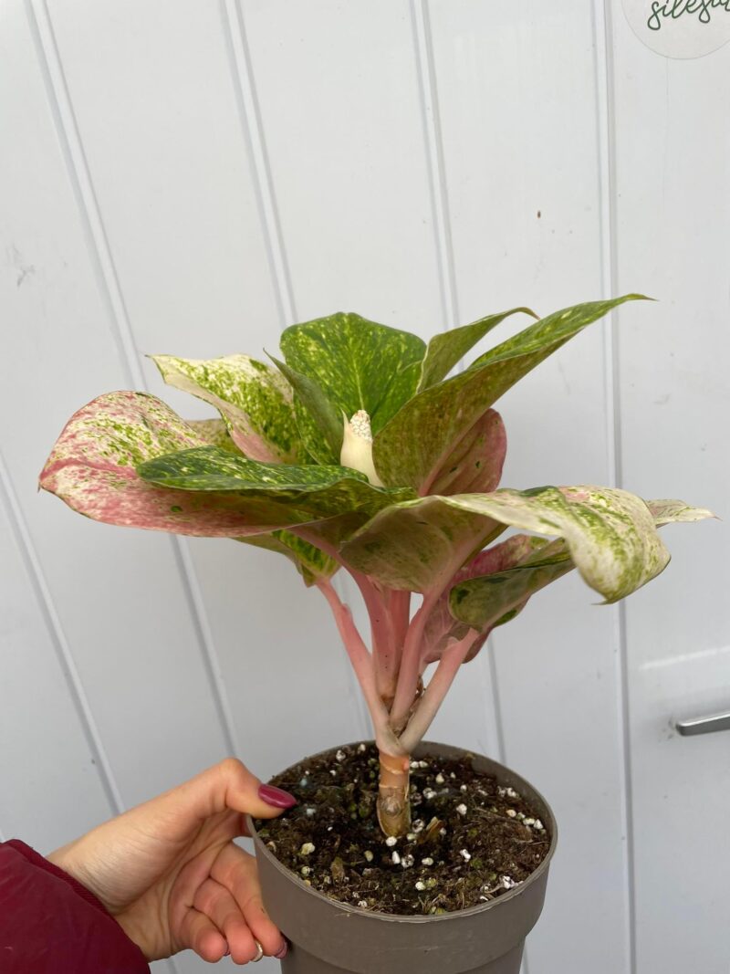 Aglaonema Emerald Pink