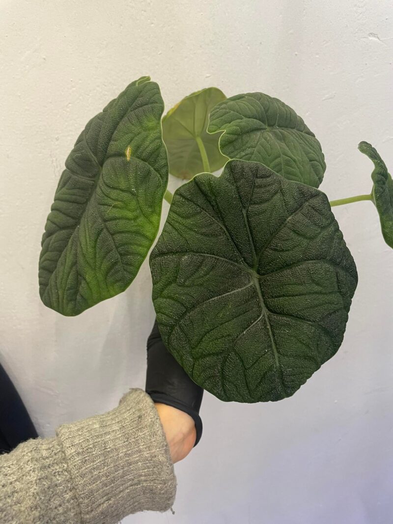 Alocasia Melo x Maharanii