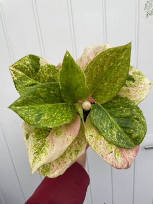 Aglaonema Emerald Pink