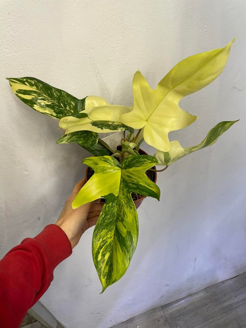 Philodendron Florida Beauty