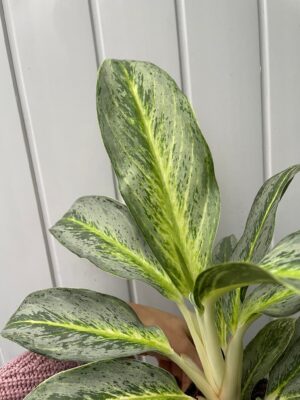 Aglaonema Emerald Stone