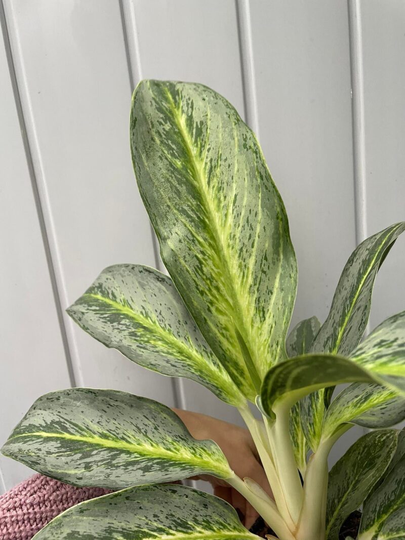 Aglaonema Emerald Stone
